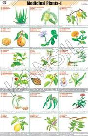 medicinal plants i for general chart