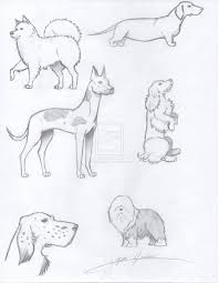 Front legs and move on to the next step. Drawing Realistic Easy Beginner Dog Drawing
