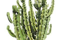 In late winter to early spring, the terminal flower spikes open to form a cloud of green & white variegated blooms. Euphorbia Pflegen Giessen Schneiden Umtopfen Und Mehr