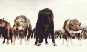 Not Found Twilight Wolf Wolf Dog Twilight Wolf Pack