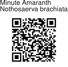 Image result for Nothosaerva