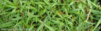 How to stop zoysia grass from spreading. Zoysiagrass Melinda Myers