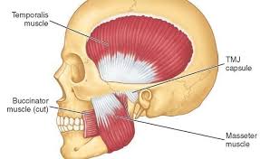 Pin On Muscular Anatomy