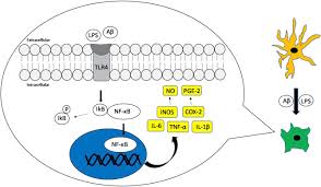 Ini bukan main2.candy b+ pn x power mcm ni.banyak tiruan pulak tu. Modulation Of Neuroinflammatory Pathways By Medicinal Mushrooms With Particular Relevance To Alzheimer S Disease Sciencedirect