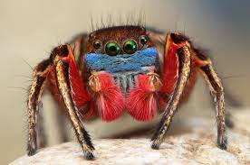 The peacock spiders, with their myriad of colour combinations are found in bushland and scrub throughout australia. Tiny Dancers University Of Cincinnati