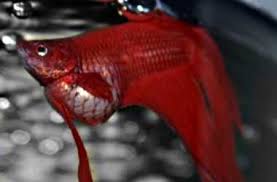 Betta Care 101 Miscellaneous Disease Treatment