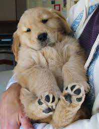 Top pedigrees and ofa certifications on parents as well as dna genetic testing being completed including ncl5. Cute Golden Retriever Alabama Usa Cute Doggies And Puppies Free Images