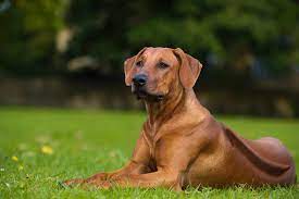 Fluffy dogs are undeniably gorgeous and irresistible to pet. 20 Short Haired Dog Breeds For Lower Maintenance Care