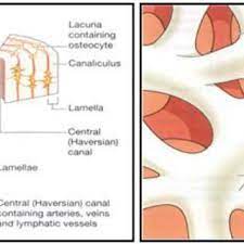 Draw a labelled diagram of neuron. 2 Microscopic Structure Of Compact Bone Download Scientific Diagram