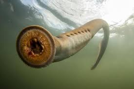 Picture Of A Pacific Lamprey Sea Creatures Deep Sea Creatures Weird Animals