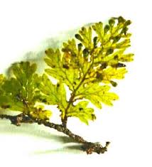 Image result for Crepidomanes