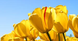 We did not find results for: Relationship Advice When To Send Flowers Susie Otto Collins