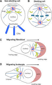 We did not find results for: Centrosome Position In Nondividing Dividing And Migrating Cells A Download Scientific Diagram