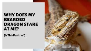 Oct 13, 2020 · the average bearded dragon cost is anywhere between $30 and $100 depending on its age. Why Does My Bearded Dragon Stare At Me Is This Positive