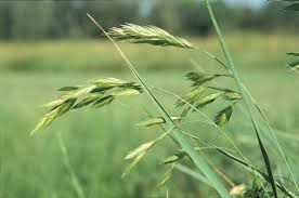 Image result for Bromus catharticus