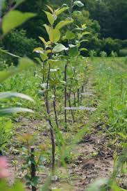 We did not find results for: Winter Care Of Your Fruit Trees Seed Savers Exchange Blog