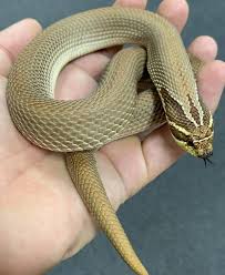 They can live almost two decades if they're properly taken care of. Adult Purple Line Super Anaconda Western Hognose Snakes For Sale
