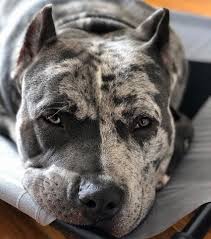 They Tried To Put Me On The Cover Of Vogue Cat Love American Bully On Instagram Photo By Mooshuthebull In 2020 Bully Dog Pets Movie Funny Cat Photos