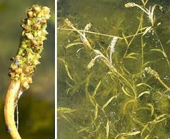 Image result for Potamogeton