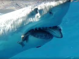Hd 00:19 a massive tuna, swimming by. Great White Shark Slams Into Divers In Scarily Close Underwater Encounter Daily Star