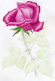 How to draw a poppy flower? How To Draw A Rose In Few Simple Steps