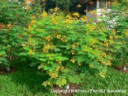 Image result for Caesalpinia rostrata