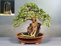 Image result for Ficus conraui