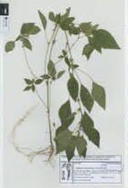 Image result for Acalypha brachystachya