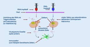 Zudem ist die mrna mit fettstoffen (lipiden) umgeben, um ihre aufnahme in die. Impfung Gegen Sars Cov 2 Bei Krebspatienten Springerlink