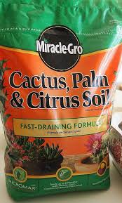 A moon cactus, or 'grafted cactus' is a cactus grafted on to another to grow as one. How To Make An Indoor Succulent Dish Garden Succulents Indoor Succulent Garden Indoor Succulents