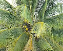 Image result for Cocos nucifera