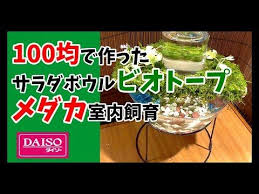 メダカを100均サラダボウルで作ったビオトープで室内飼育diy japanese medaka youtube ビオトープ メダカ ボトリウム