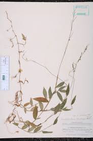 Image result for Pseudechinolaena polystachya