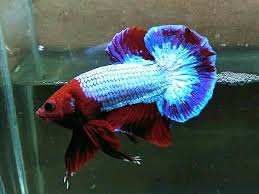 Pin On Betta Spendless