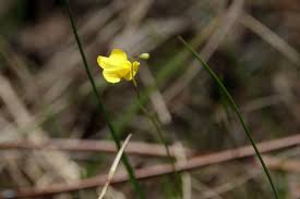 Image result for Utricularia subulata