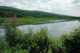 The dec allows visitors to bring dogs with them to the bashakill wildlife management area but they must be under the control of the owner. Basha Kill Area Trailkeeper Org Hiking In New York Sullivan County Catskills