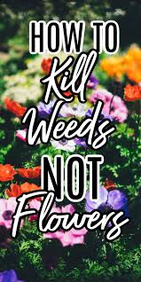 For best results, spray vinegar during a sunny day with minimal wind. How To Kill Weeds Not Flowers Garden