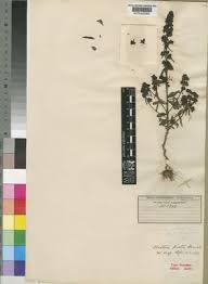 Image result for Alectra picta