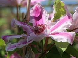 Главная каталог продукции клематисы окс (голландия). Clematis Angela Clematis Angela Baumschule Horstmann