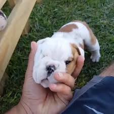 Please Like Our Facebook Page To Get More Videos Daily Cute Baby Animals