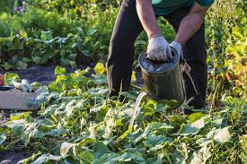 How to make compost tea for vegetable garden. Compost Tea Application Learn How To Use Compost Tea In The Garden