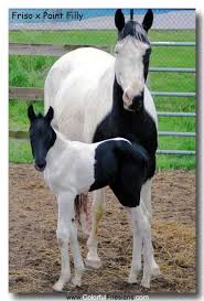 Black And White Paint Horses For Sale In Texas Beautiful Baby Horses Horse Breeds Pretty Horses