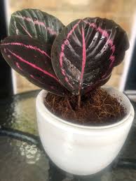 Daun Di Lukis Berwarna Pink Di 2020 Daun Warna