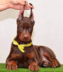 Check spelling or type a new query. Red Doberman Puppy For Sale Doberman Puppy European Doberman Doberman