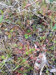 Image result for Lycopodiella caroliniana