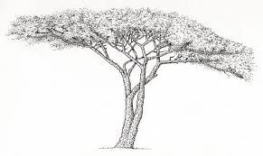 Image result for Acacia grandicornuta