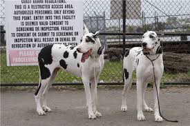 The third dog, asia, ran away and was later recovered by authorities. Great Danes From Lady Gaga And Wale S Music Video Chillin Famous Dogs Great Dane Great Dane Dogs