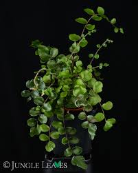 Image result for Pellaea