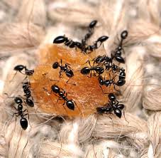 Fliegt herein oder wird eingeschleppt (tierfutter). Das Grosse Krabbeln Hunderte Kleine Tiere Leben In Wohnungen Bilder Fotos Welt