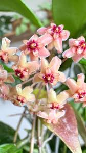 Image result for Hyparrhenia collina